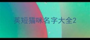 英短猫咪名字大全