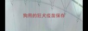 狗用的狂犬疫苗保存