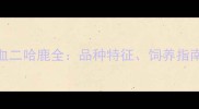 哈士奇博美混血二哈鹿全品种特征饲养指南与遗传健康必看