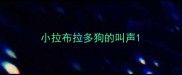 小拉布拉多狗的叫声