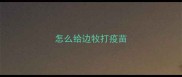 怎么给边牧打疫苗