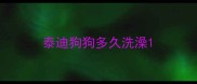 泰迪狗狗多久洗澡