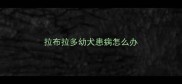 拉布拉多幼犬患病怎么办