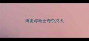 博美与哈士奇杂交犬