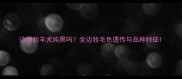 边境牧羊犬纯黑吗全边牧毛色遗传与品种特征