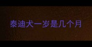 泰迪犬一岁是几个月
