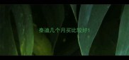 泰迪几个月买比较好