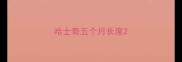 哈士奇五个月长度
