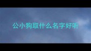 公小狗取什么名字好听