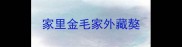 家里金毛家外藏獒