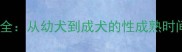 金毛犬睾丸发育全从幼犬到成犬的性成熟时间表及饲养指南