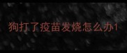 狗打了疫苗发烧怎么办