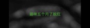 猫咪五个月了脱肛