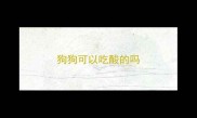 狗狗可以吃酸的吗