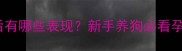 边境牧羊犬怀孕后有哪些表现新手养狗必看孕期护理全攻略