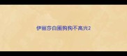 伊丽莎白圈狗狗不高兴