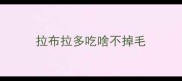 拉布拉多吃啥不掉毛
