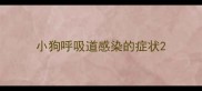 小狗呼吸道感染的症状