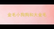 金毛小狗狗和大金毛
