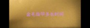 金毛指甲多长时间