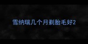 雪纳瑞几个月剃胎毛好