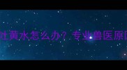 宠物接种疫苗后呕吐黄水怎么办专业兽医原因与应急处理指南