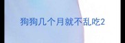 狗狗几个月就不乱吃