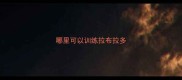 哪里可以训练拉布拉多