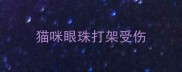 猫咪眼珠打架受伤