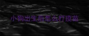 小狗出生后怎么打疫苗