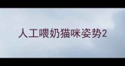 人工喂奶猫咪姿势