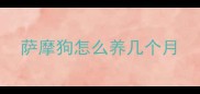 萨摩狗怎么养几个月
