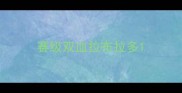 赛级双血拉布拉多