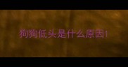 狗狗低头是什么原因