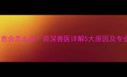 狗狗伤口不愈合怎么办资深兽医详解5大原因及专业护理指南