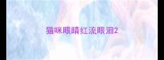 猫咪眼睛红流眼泪