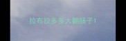 拉布拉多多大翻肠子