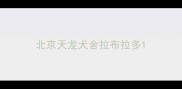 北京天龙犬舍拉布拉多