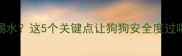 疫苗后狂喝水这5个关键点让狗狗安全度过喝水高峰期