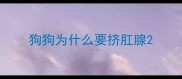 狗狗为什么要挤肛腺