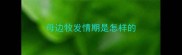 母边牧发情期是怎样的