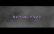 拉布拉多能产多少幼犬