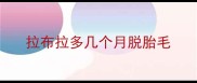 拉布拉多几个月脱胎毛