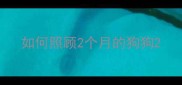 如何照顾2个月的狗狗