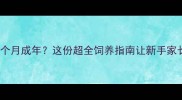 博美犬3-6个月成年这份超全饲养指南让新手家长不再焦虑