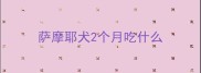 萨摩耶犬2个月吃什么