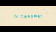 为什么金毛会掉毛