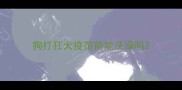 狗打狂犬疫苗前能洗澡吗