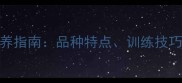 纯种拉布拉多犬饲养指南品种特点训练技巧与常见健康问题全