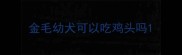 金毛幼犬可以吃鸡头吗